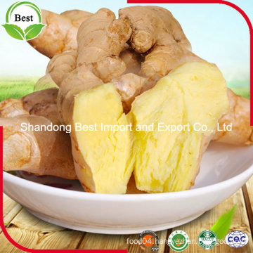 Chinese Whole Fresh Ginger with Different Size